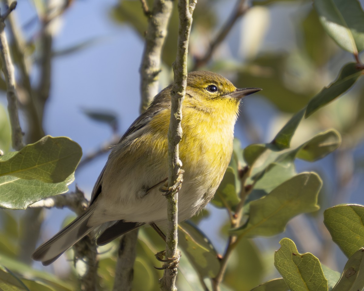 Pine Warbler - ML647093062