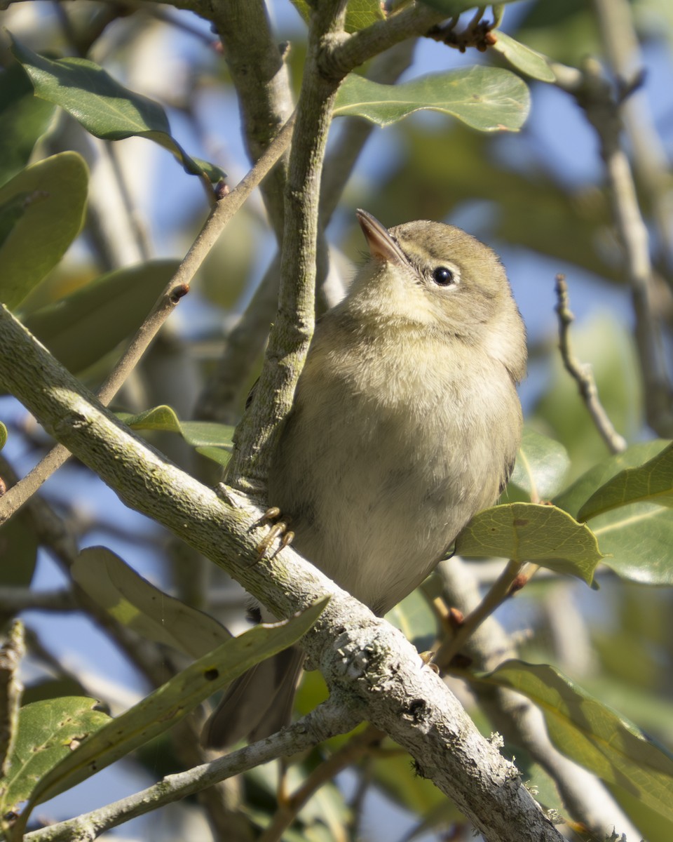 Pine Warbler - ML647093063