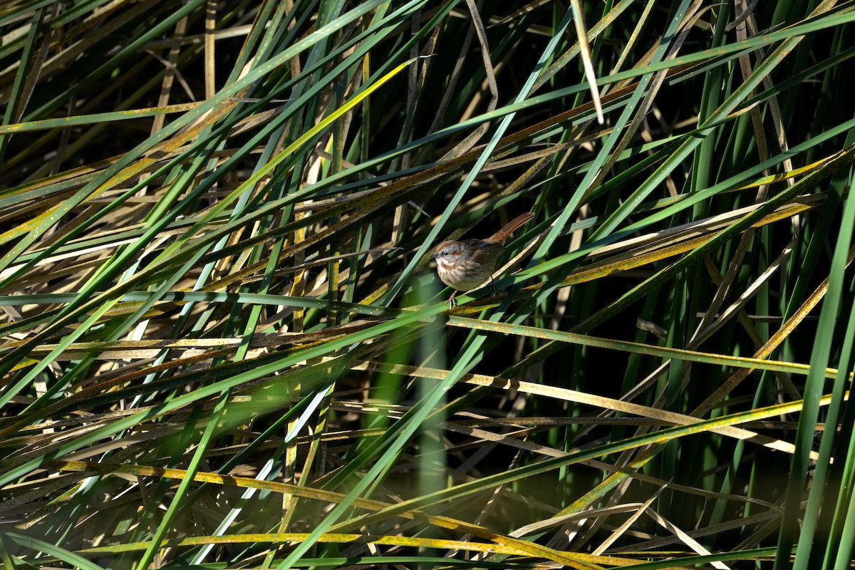 Song Sparrow - ML647093067