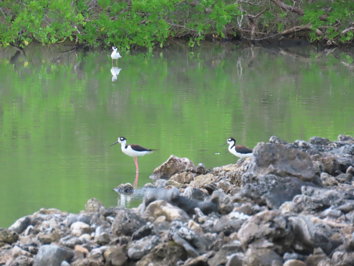 Black-necked Stilt - ML647093071