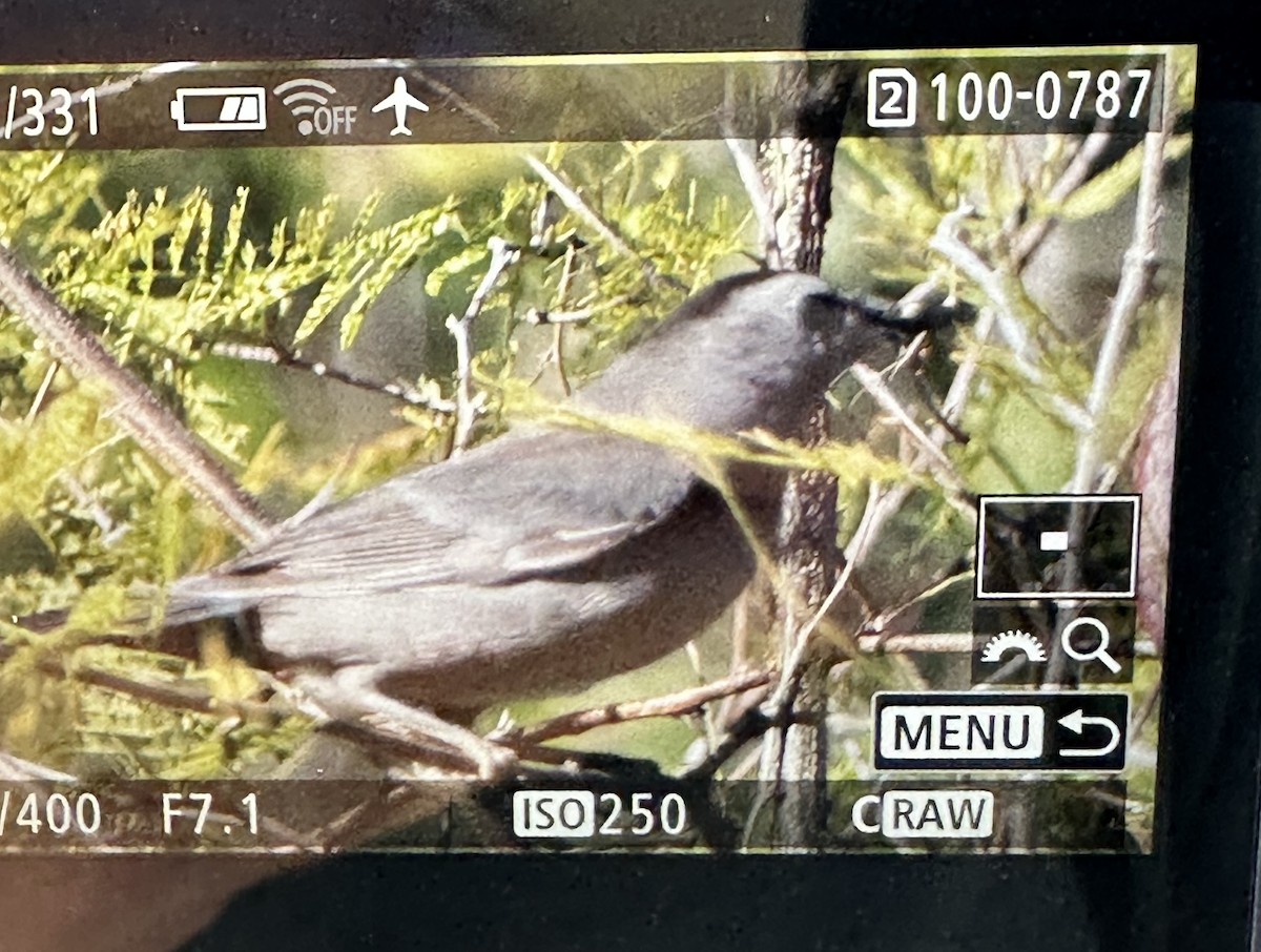 Miaulari grisa - ML647093072