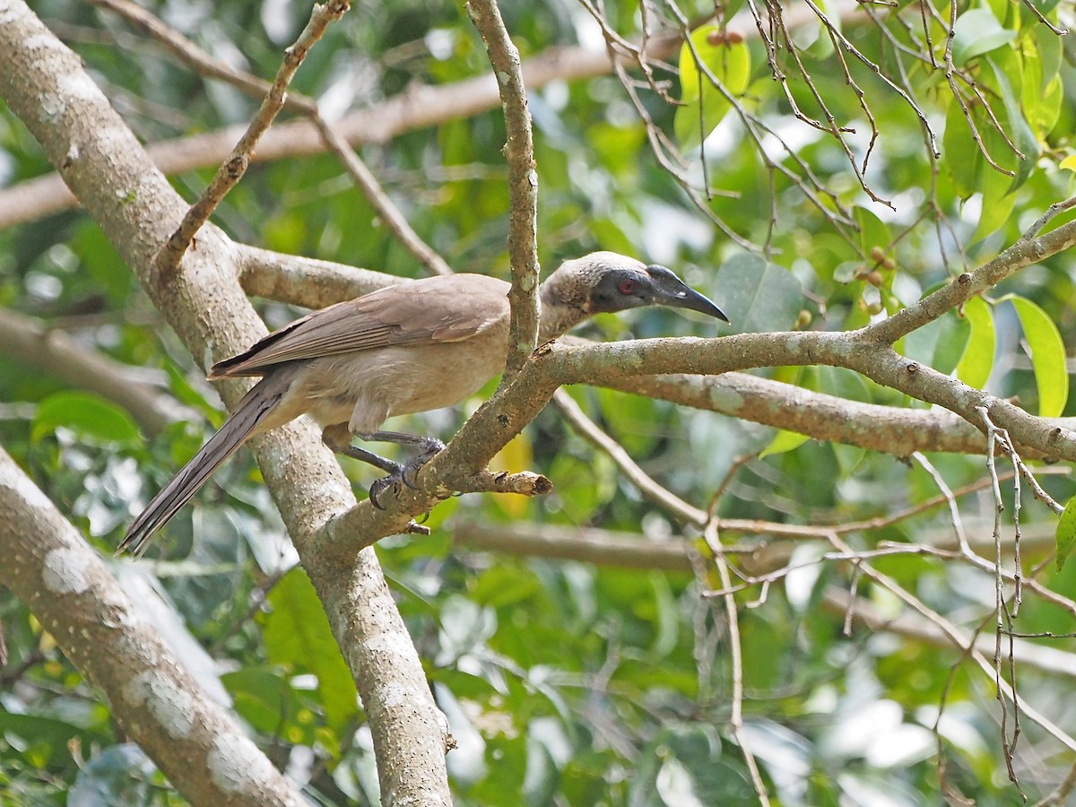 Helmeted Friarbird - ML647093074