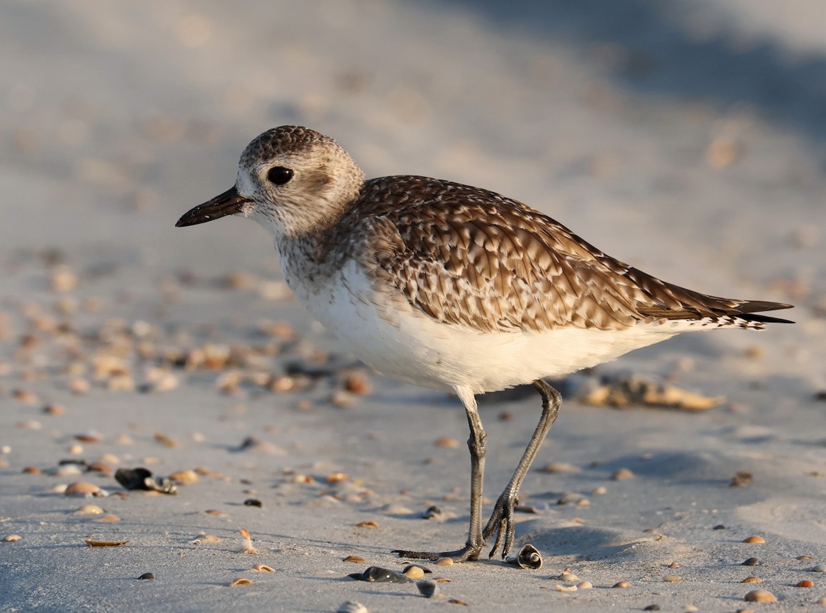 灰斑鴴 - ML647093075