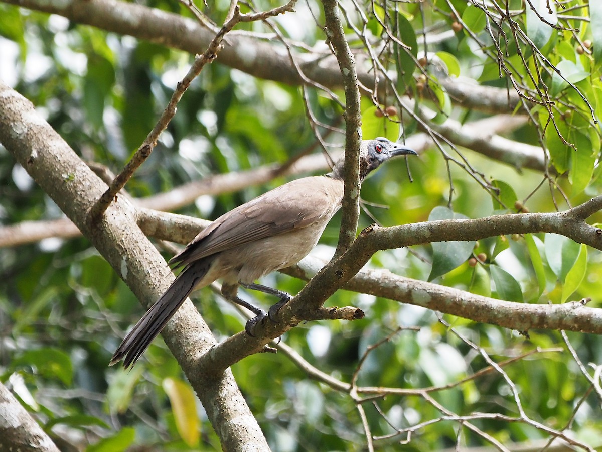 Helmeted Friarbird - ML647093076
