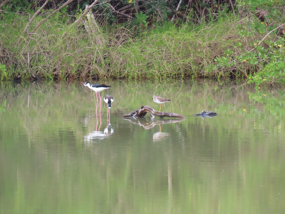Black-necked Stilt - ML647093077
