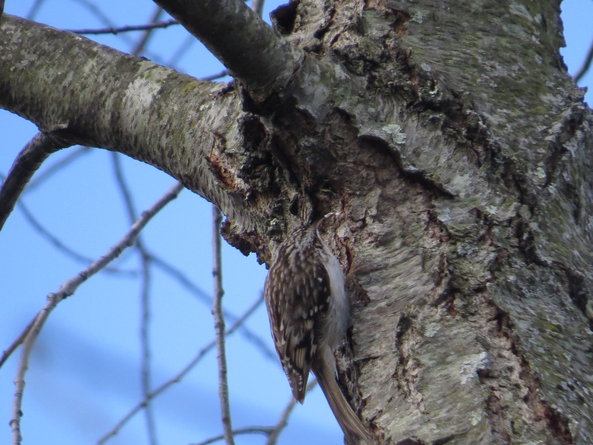Brown Creeper - ML647093078