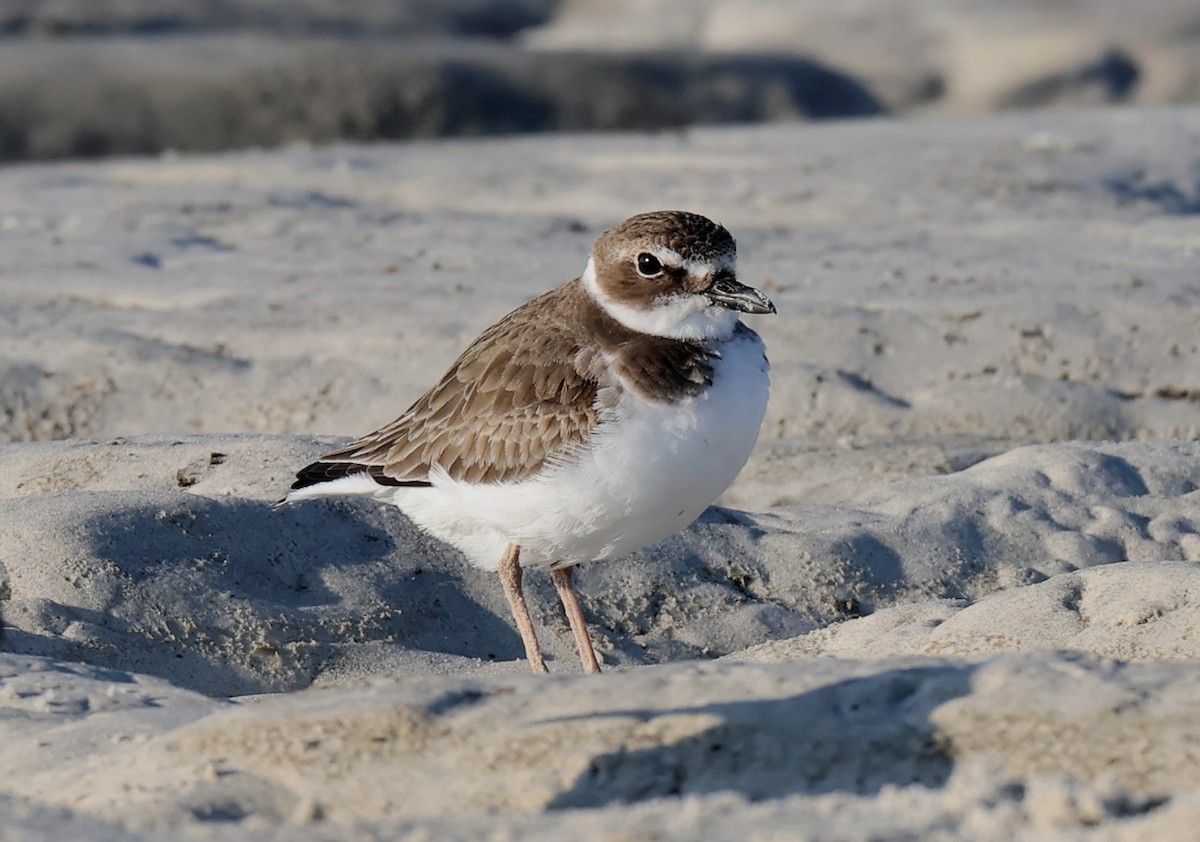 Wilson's Plover - ML647093079