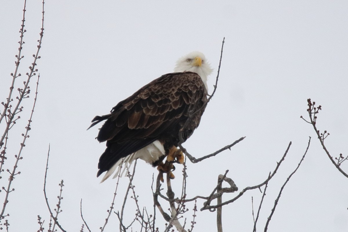 Bald Eagle - ML647093080