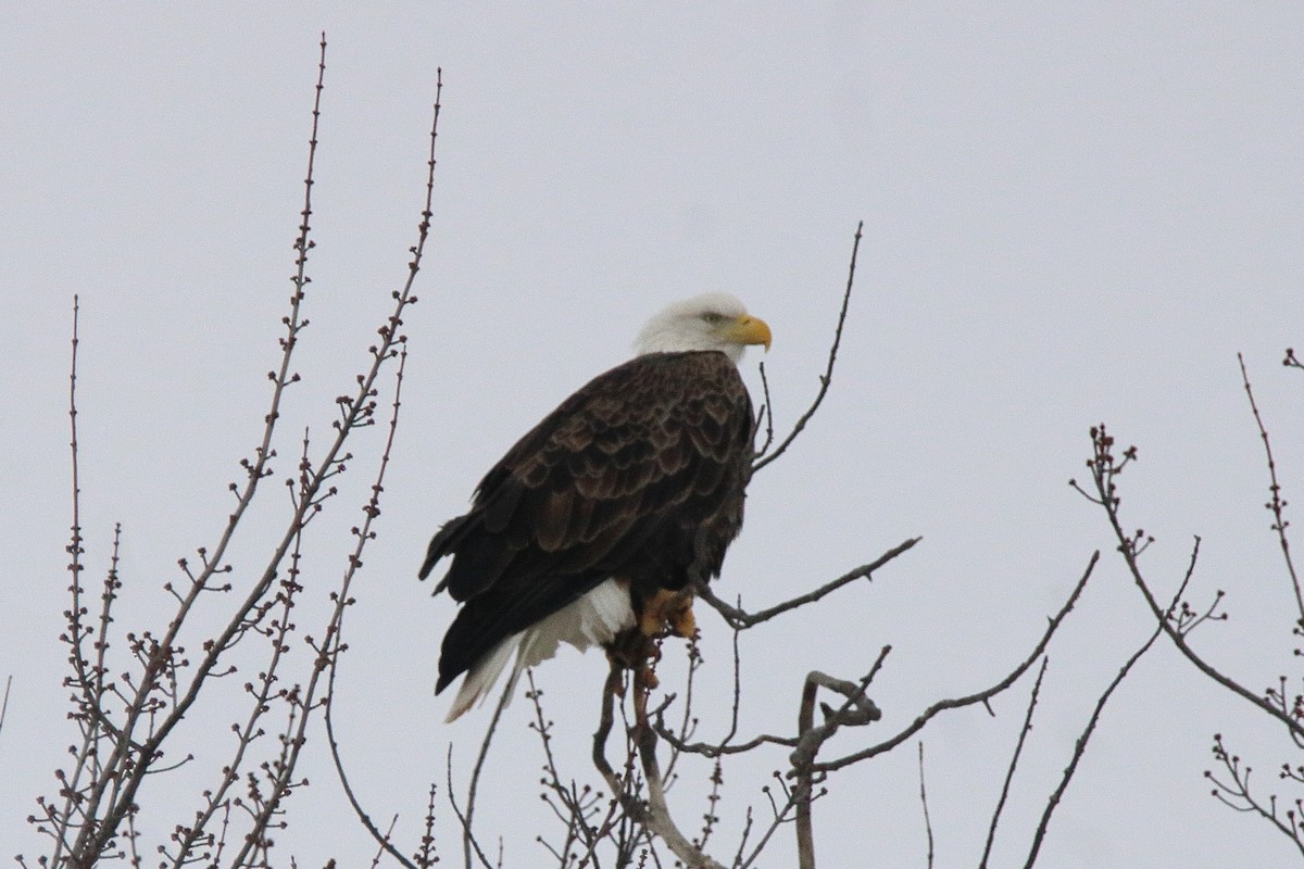Bald Eagle - ML647093081