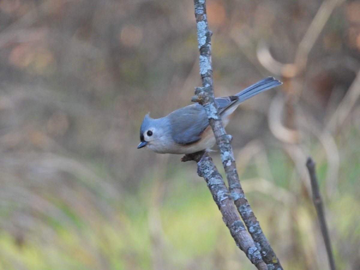 Tufted Titmouse - ML647093086