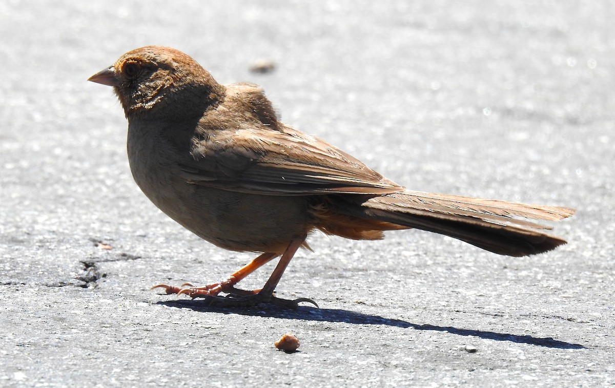 California Towhee - ML647093088