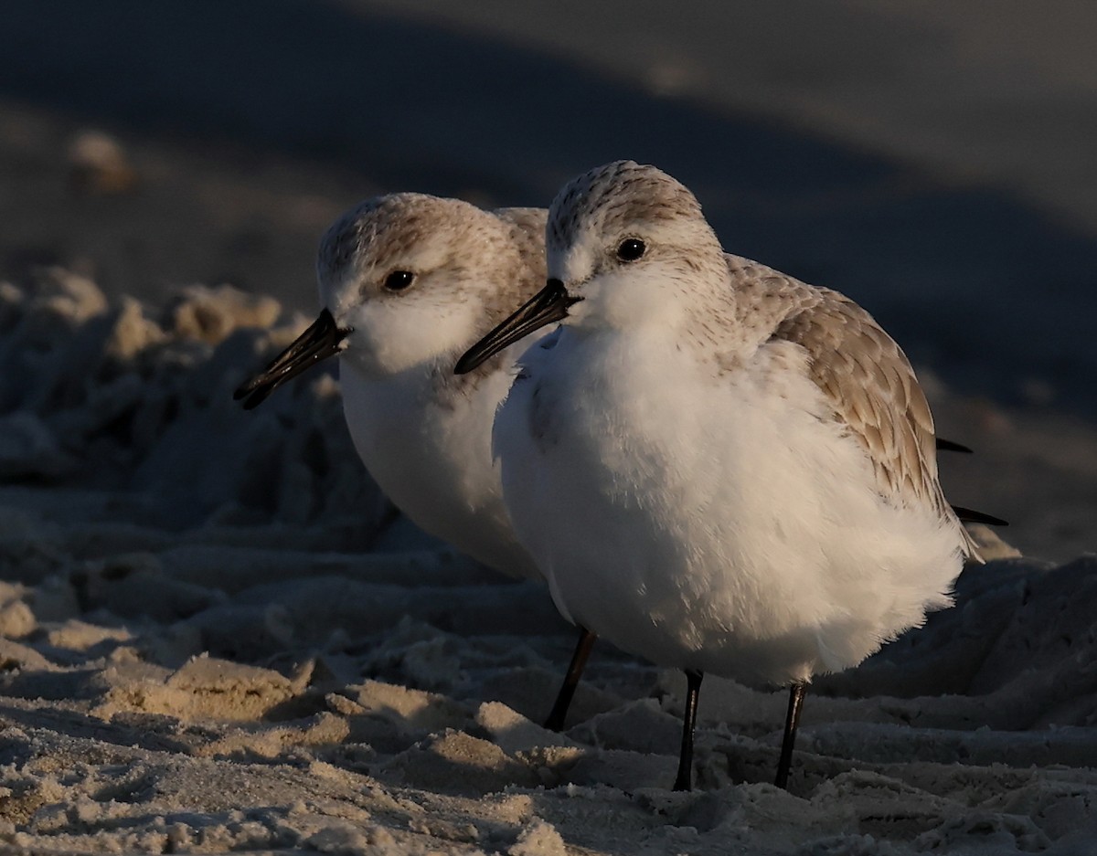 三趾濱鷸 - ML647093091