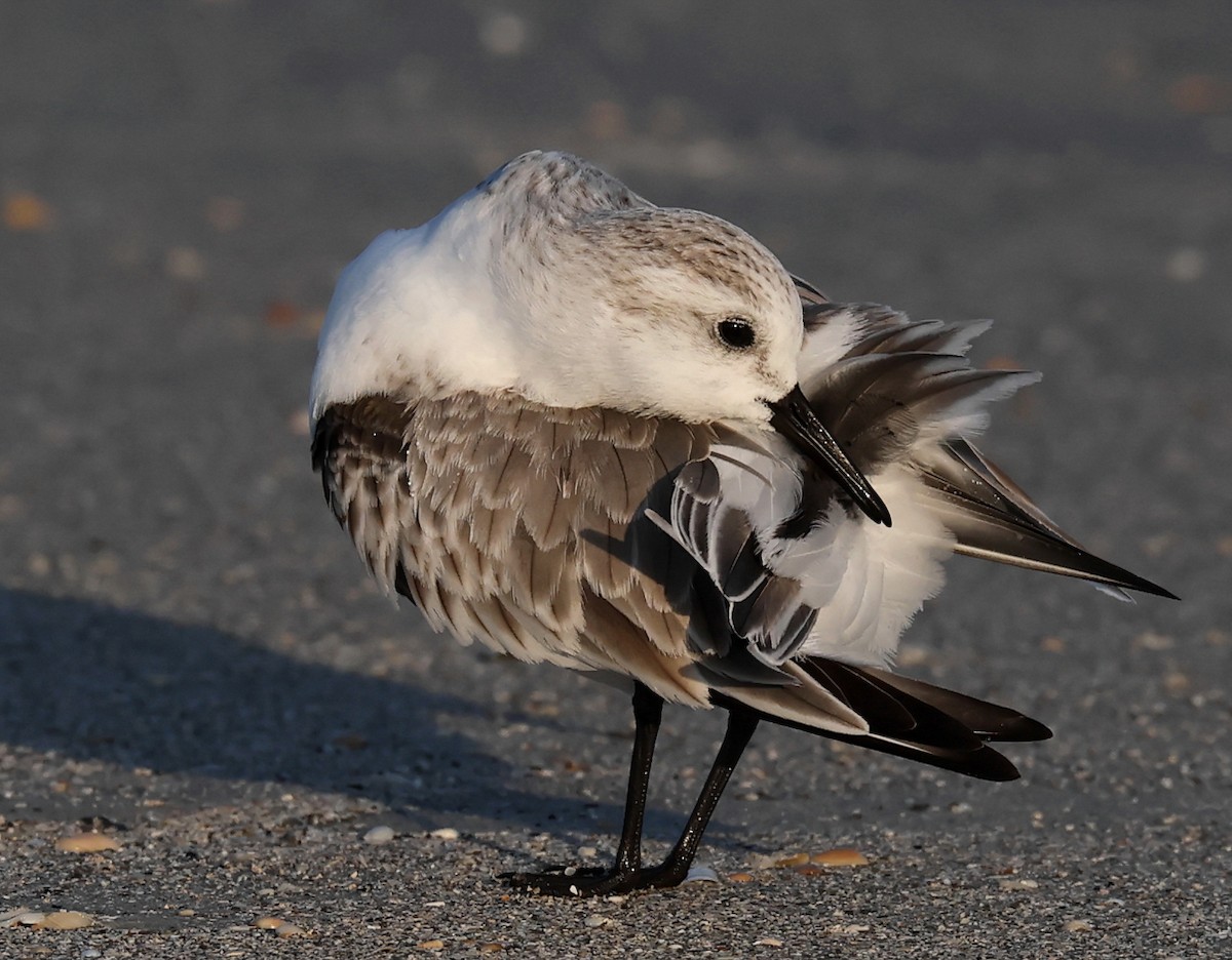 三趾濱鷸 - ML647093092