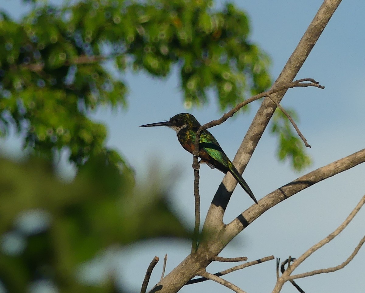 Rufous-tailed Jacamar - ML647093093