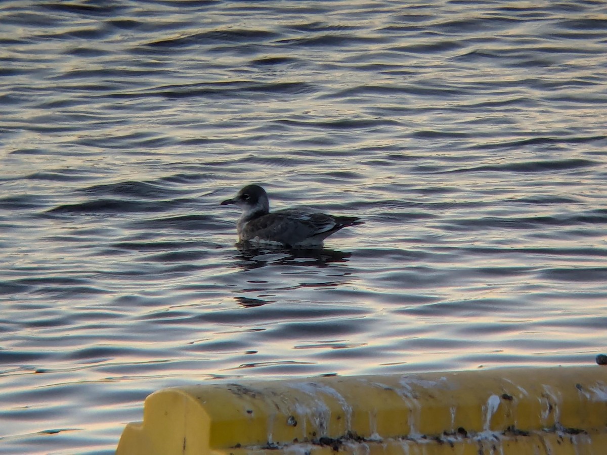 Franklin's Gull - ML647093097