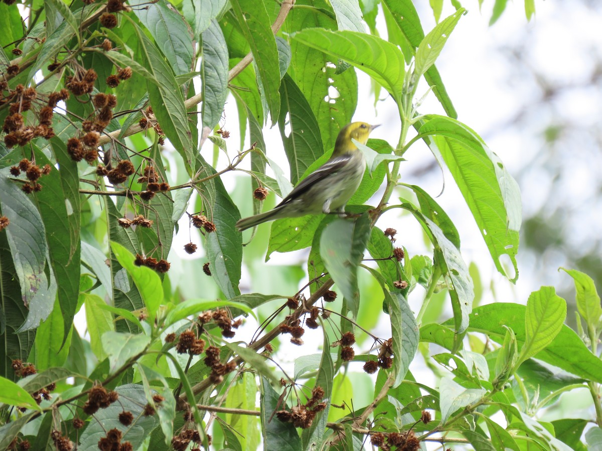 Black-throated Green Warbler - ML647093099