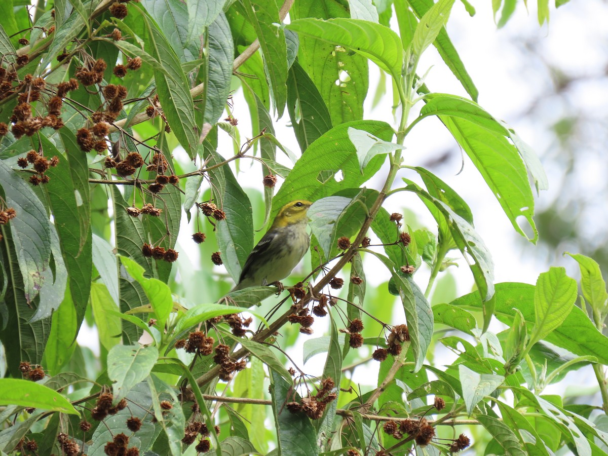 Black-throated Green Warbler - ML647093100