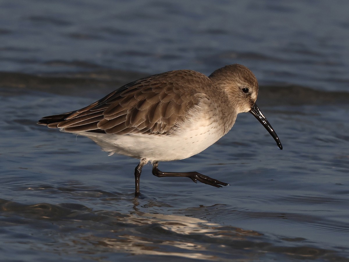 jespák obecný - ML647093101