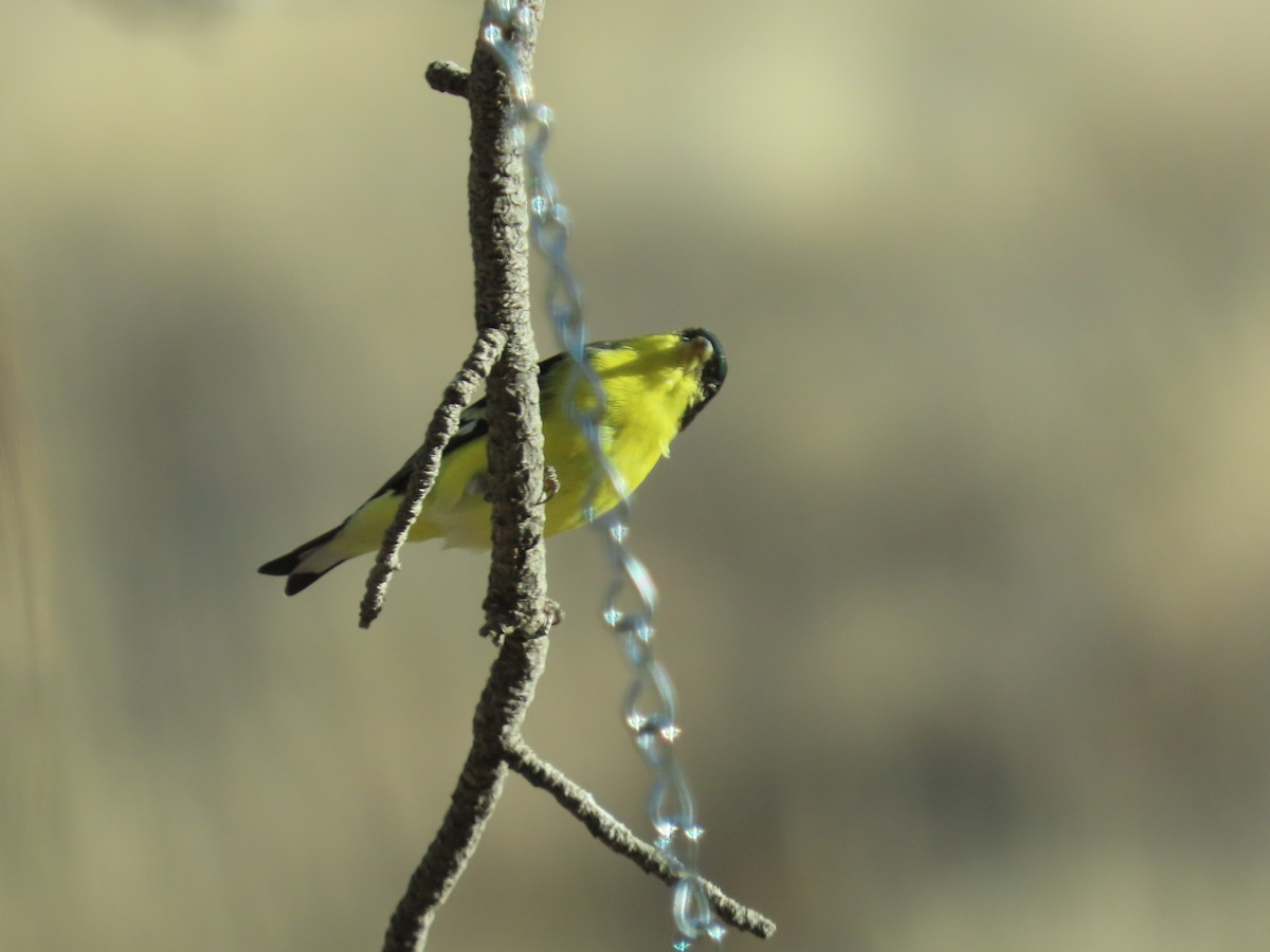 čížek mexický - ML647093106