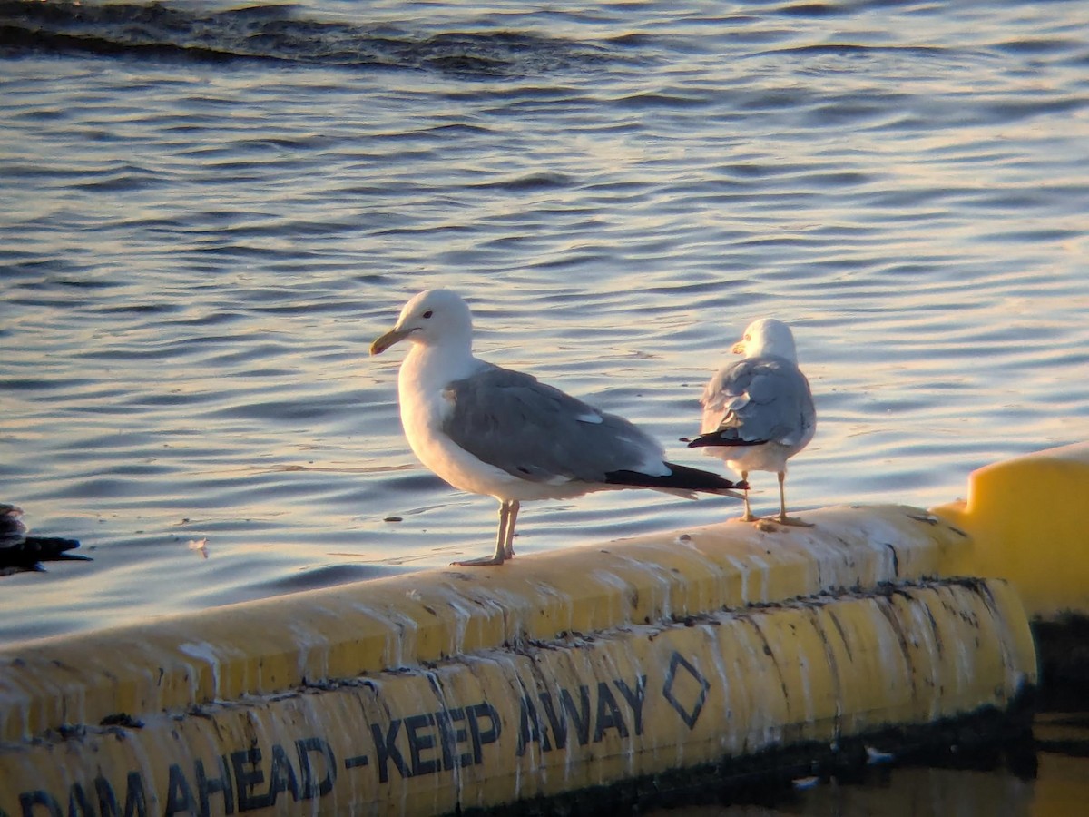 California Gull - ML647093107