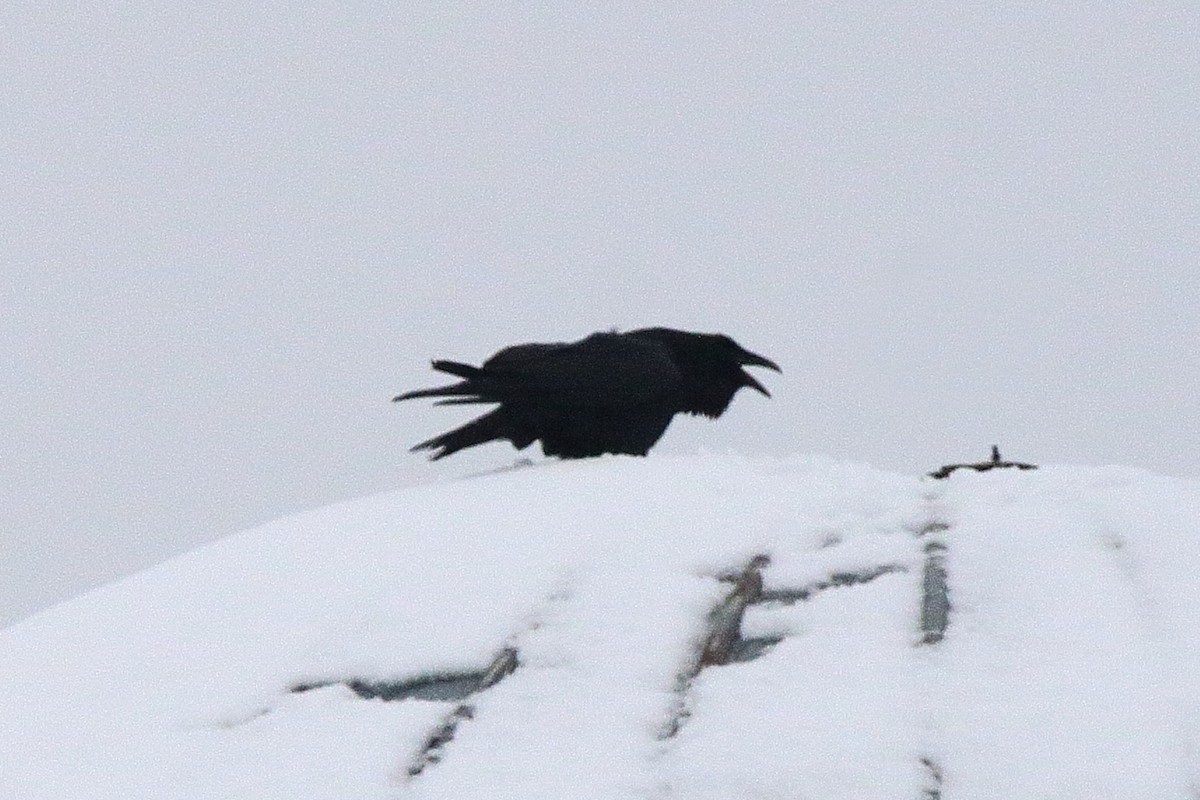 Cuervo Grande - ML647093109