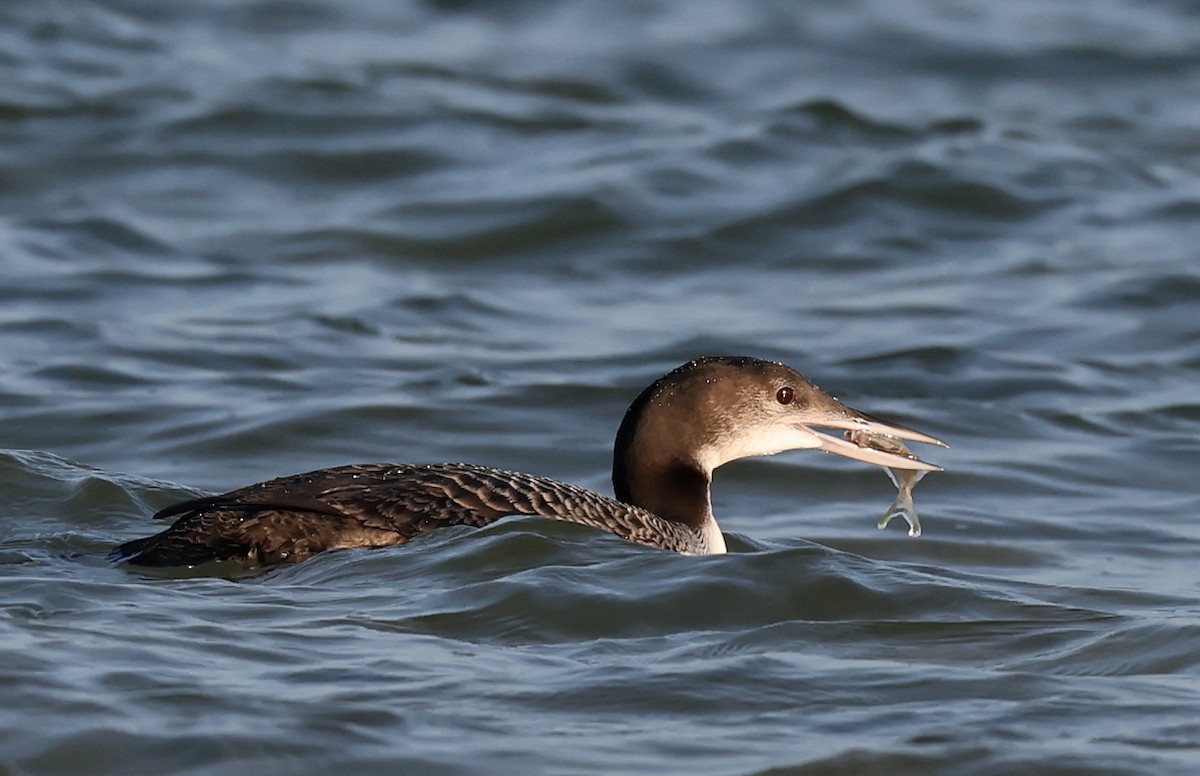 Common Loon - ML647093114
