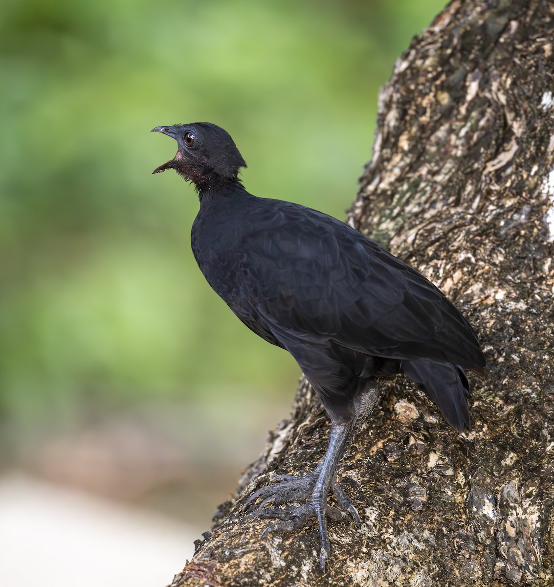 Dusky Megapode (Dusky) - ML647093120