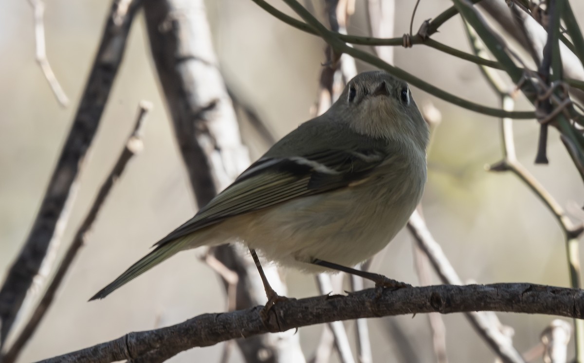 králíček americký - ML647093124