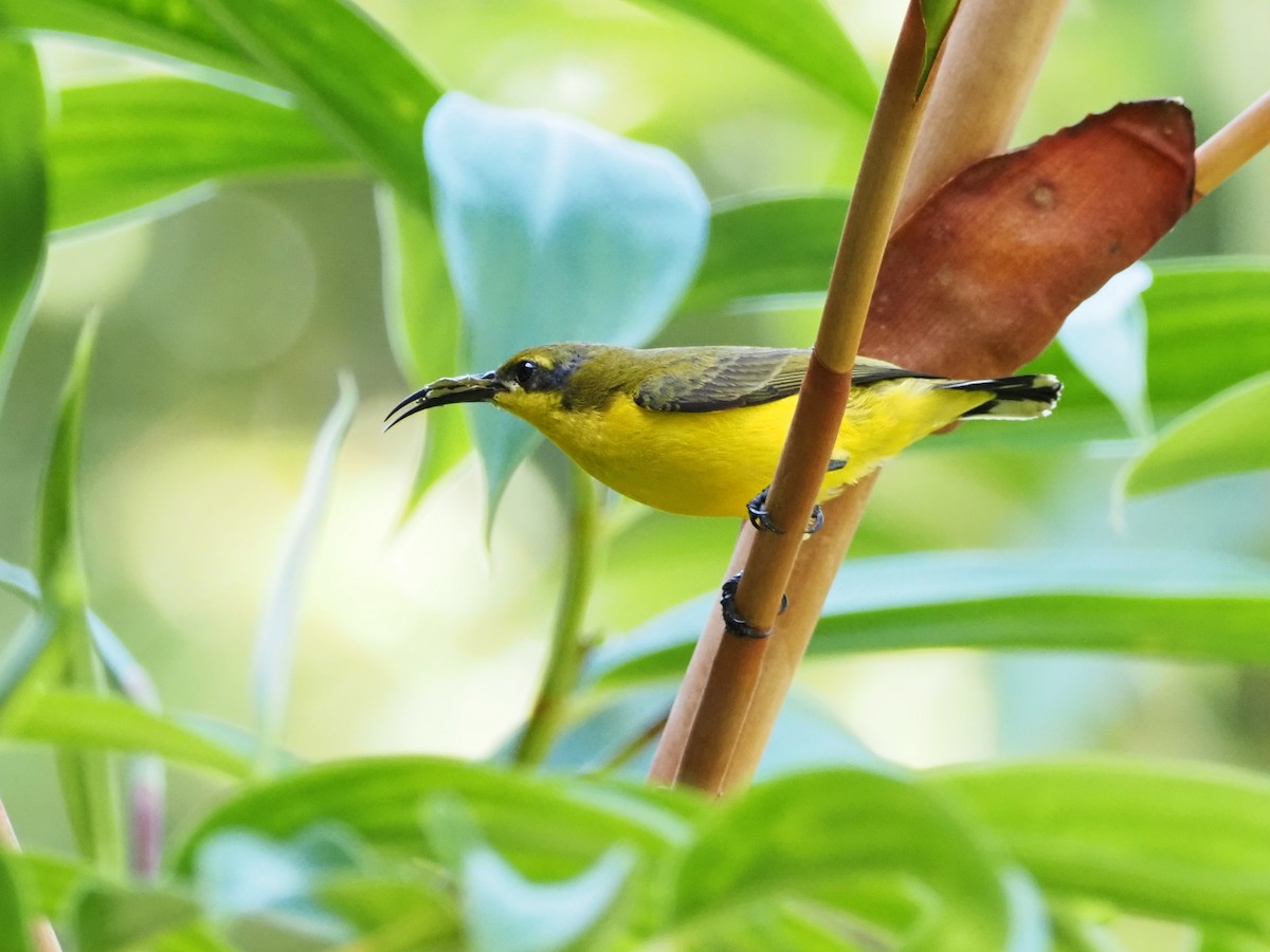 Sahul Sunbird - ML647093134