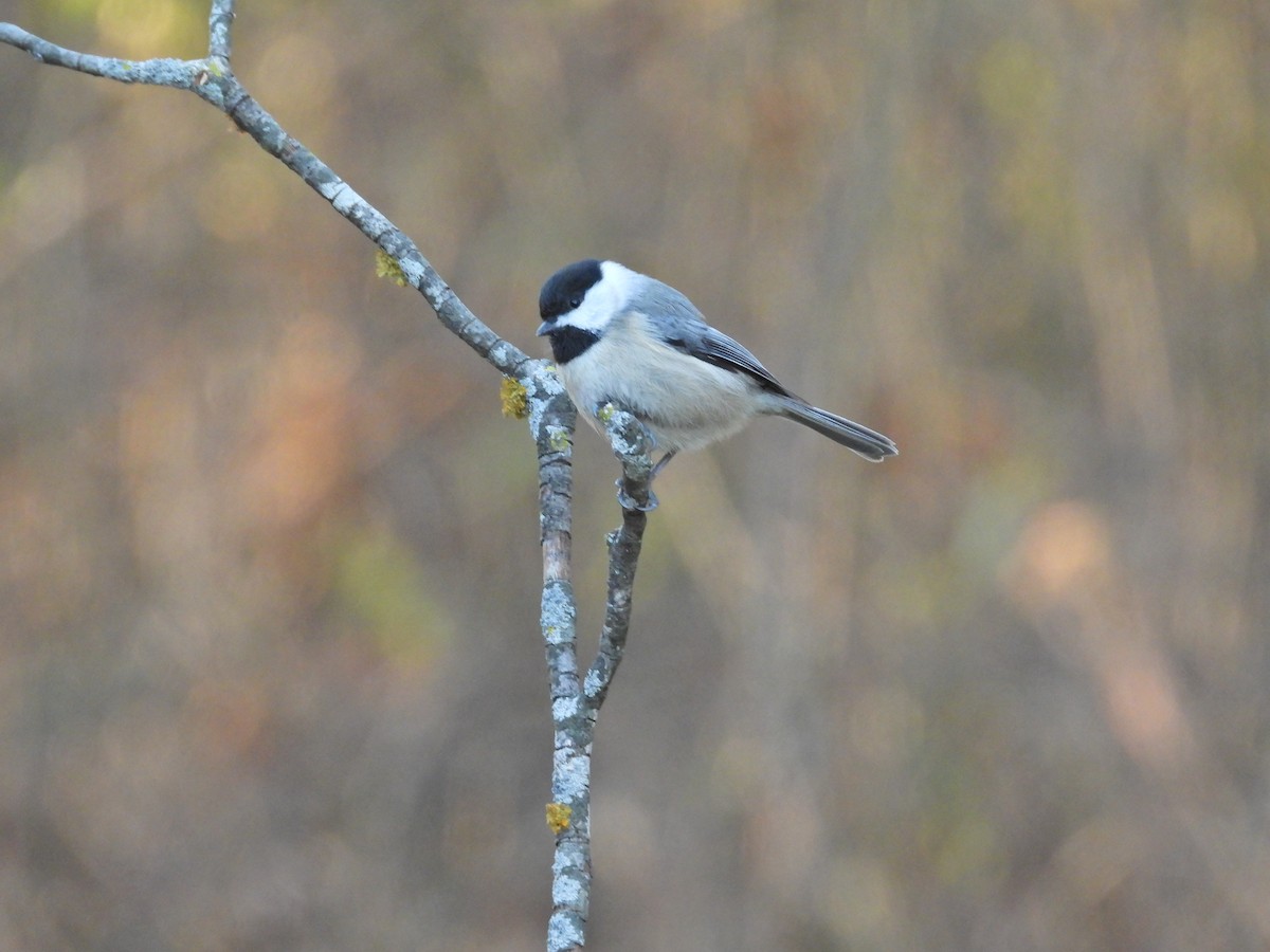 Carolina Chickadee - ML647093137