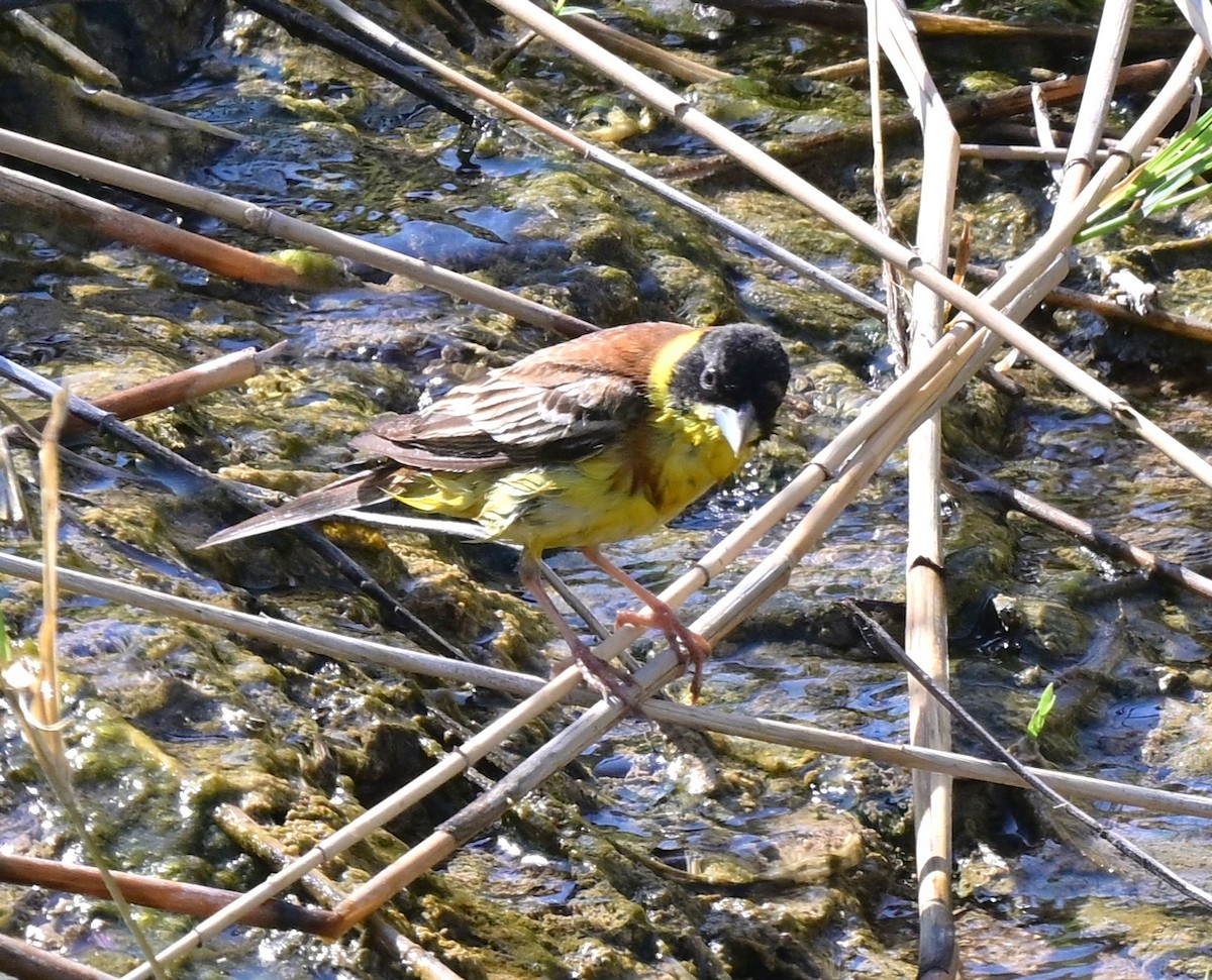 Black-headed Bunting - ML647093141