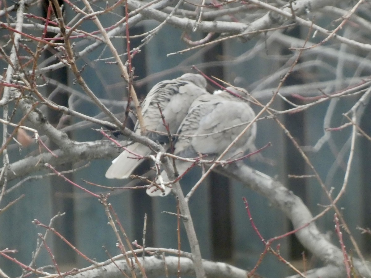 Eurasian Collared-Dove - ML647093144