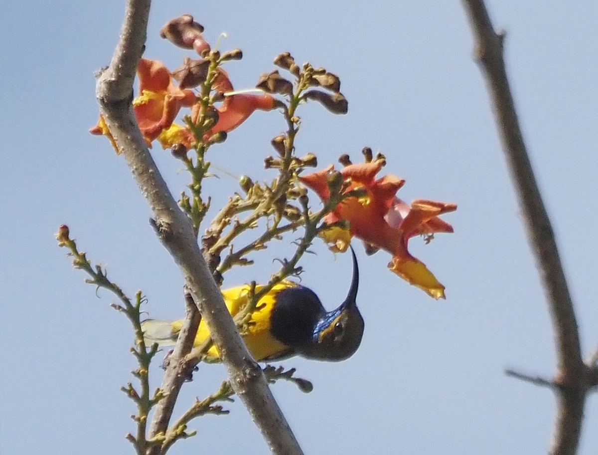 Sahul Sunbird - ML647093148