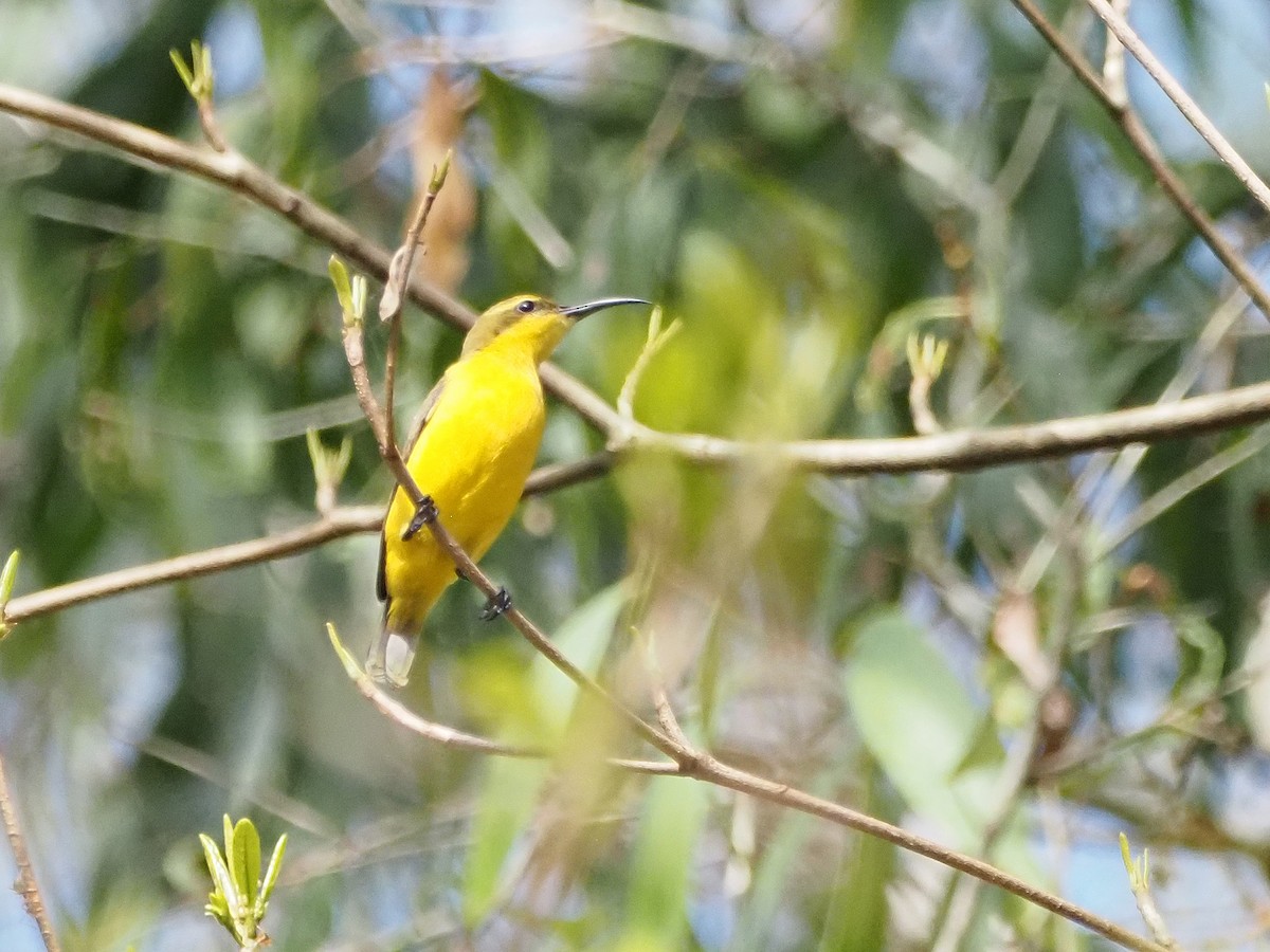 Sahul Sunbird - ML647093149