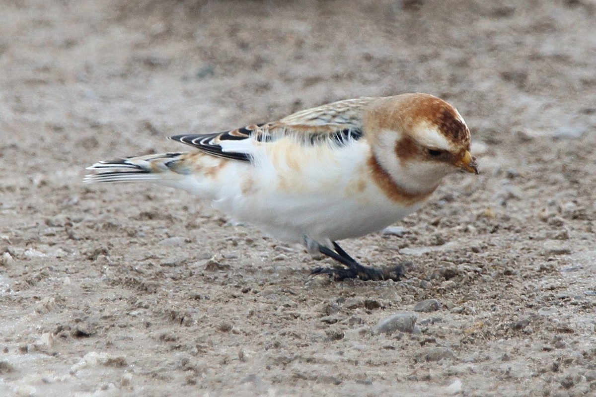Snow Bunting - ML647093150
