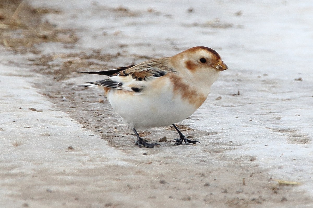 Snow Bunting - ML647093151