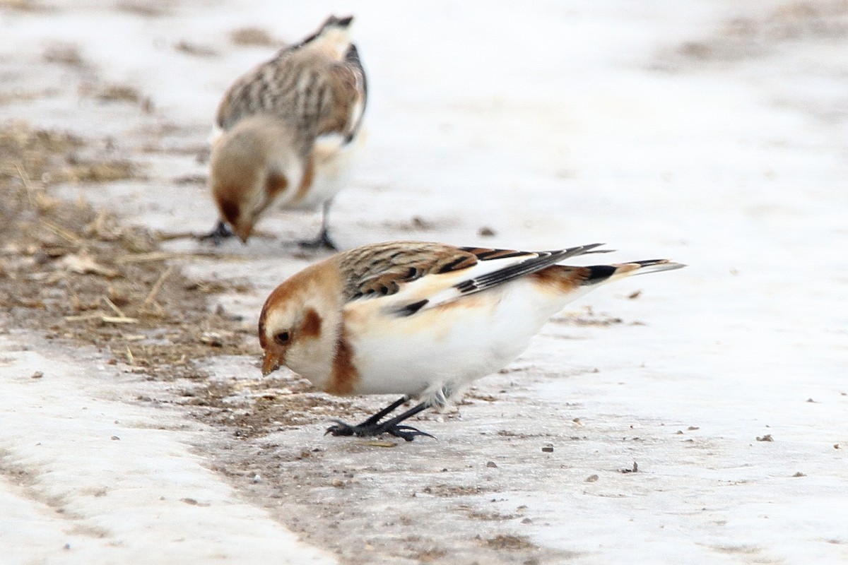 Snow Bunting - ML647093152