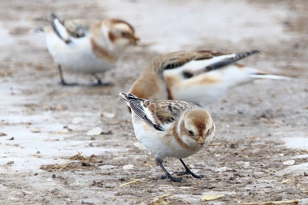 Snow Bunting - ML647093154