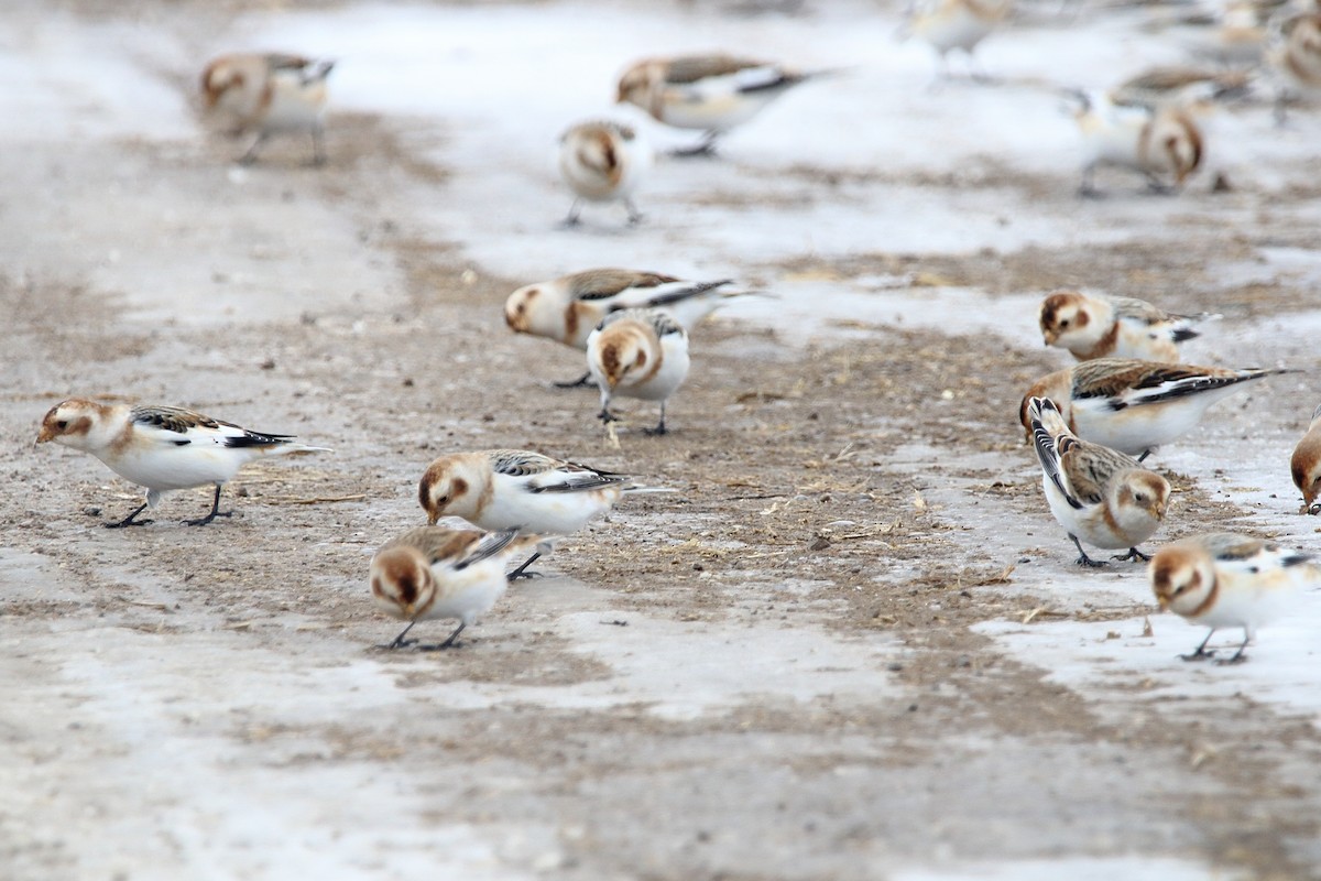 Snow Bunting - ML647093155