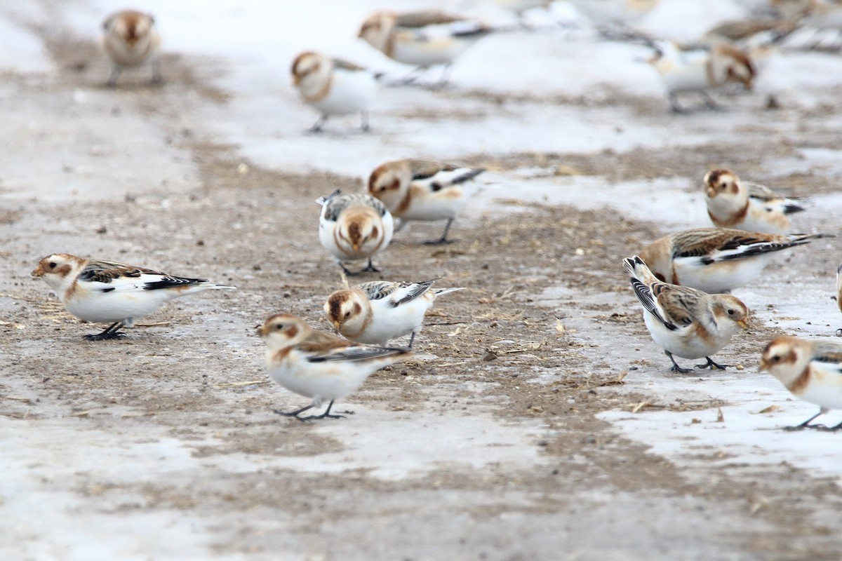 Snow Bunting - ML647093156