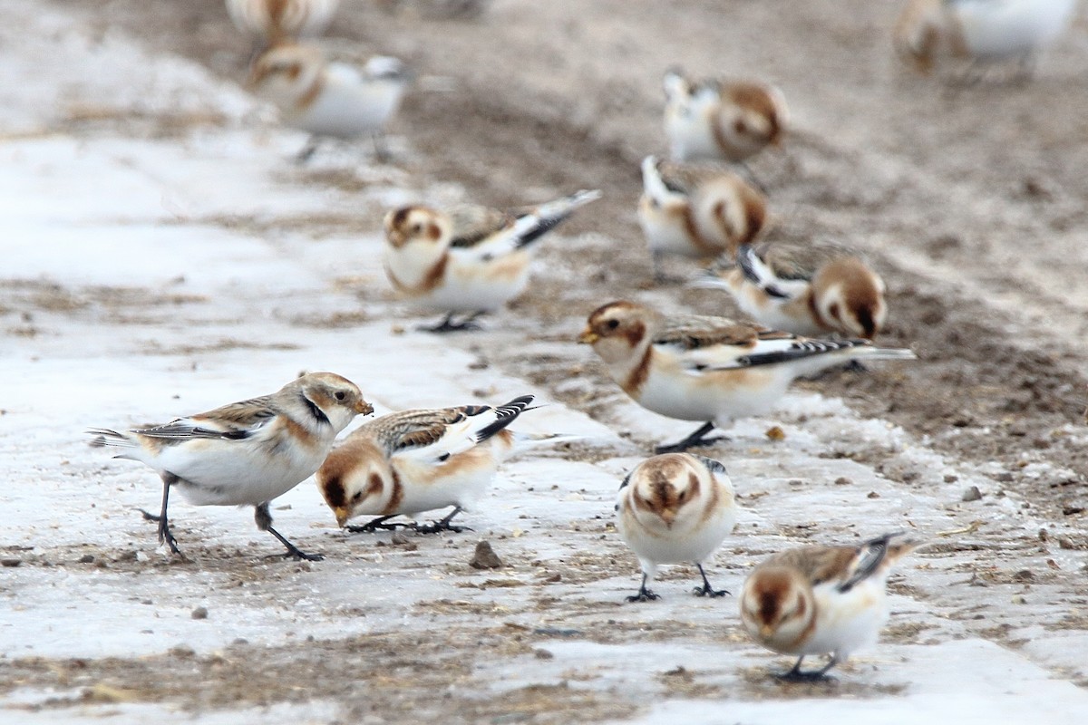 Snow Bunting - ML647093157