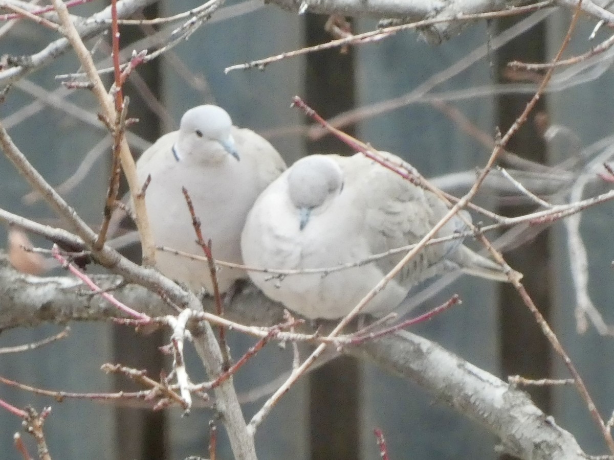 Eurasian Collared-Dove - ML647093160