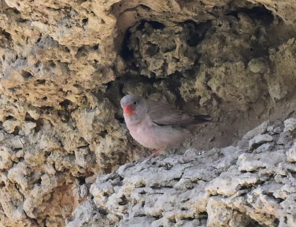 trompetfink - ML647093167