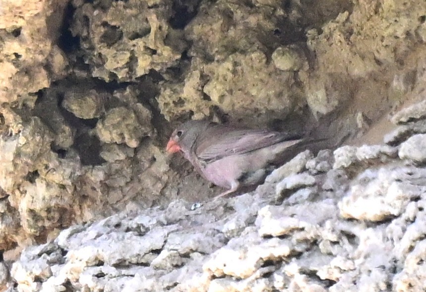 trompetfink - ML647093168