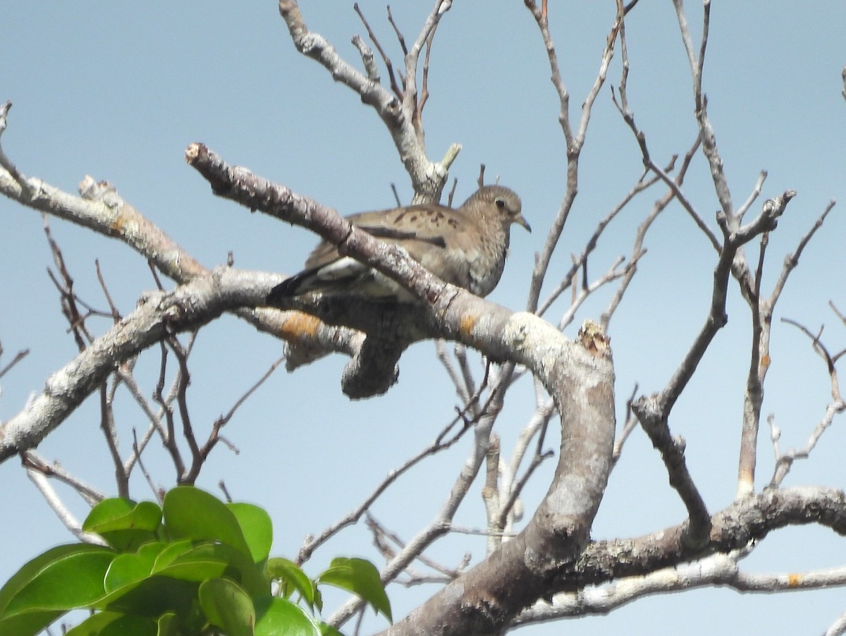 Plain-breasted Ground Dove - ML647093169