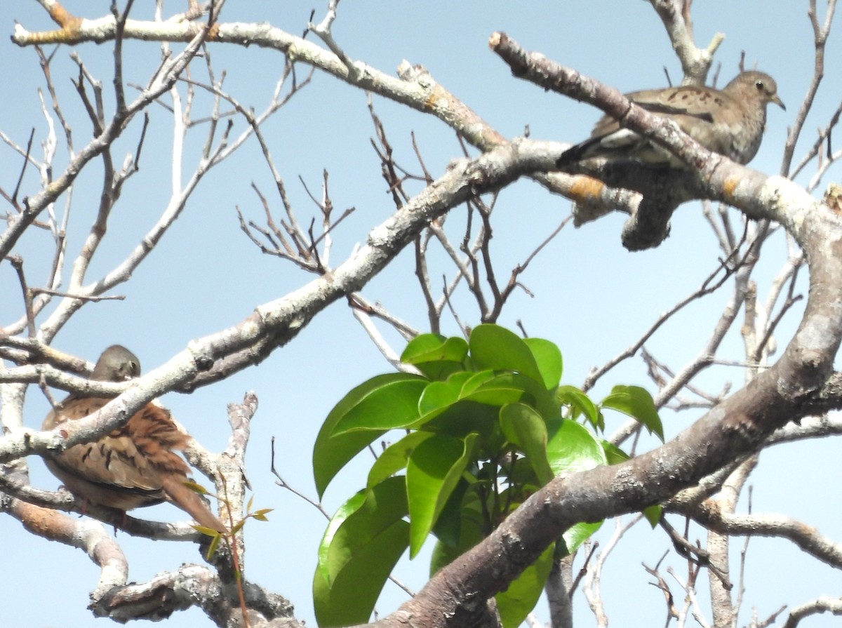 Plain-breasted Ground Dove - ML647093170