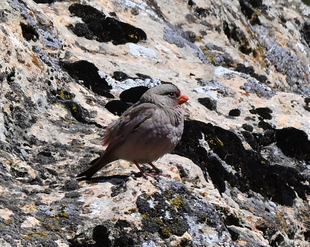 trompetfink - ML647093173