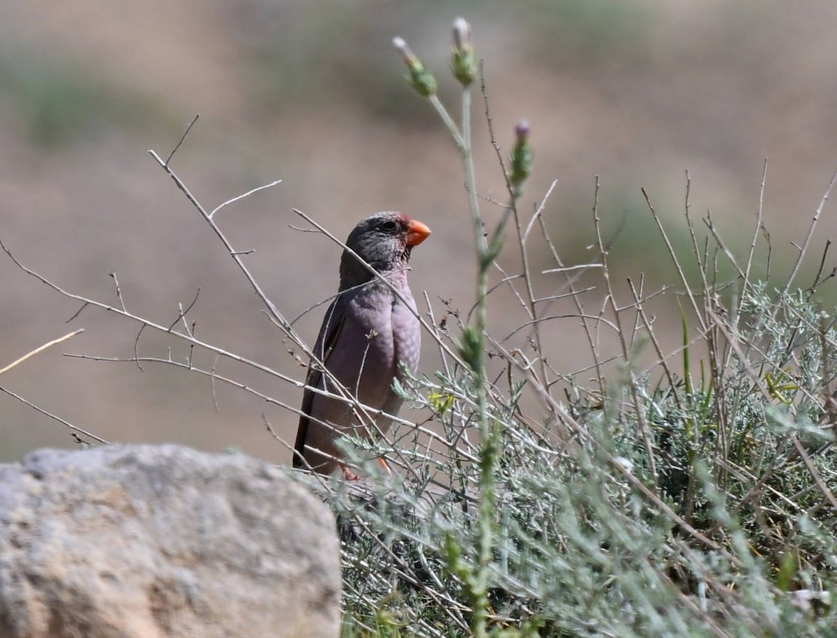 trompetfink - ML647093174