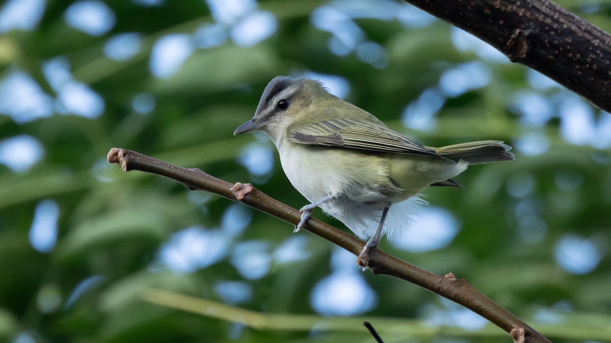 アカメモズモドキ - ML647093175