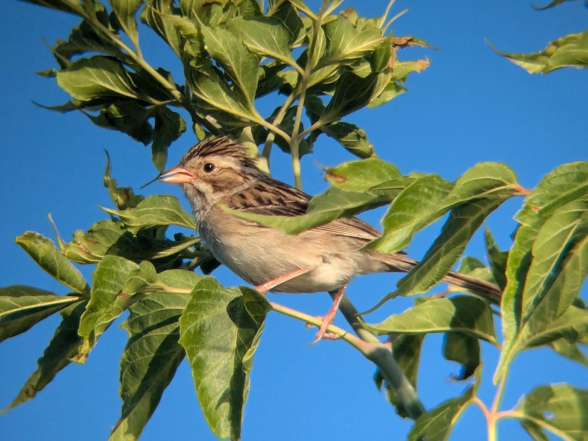 Clay-colored Sparrow - ML647093178